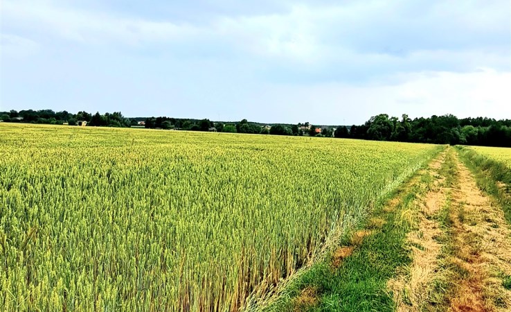 działka na sprzedaż - Sędziejowice, Sędziejowice-Kolonia