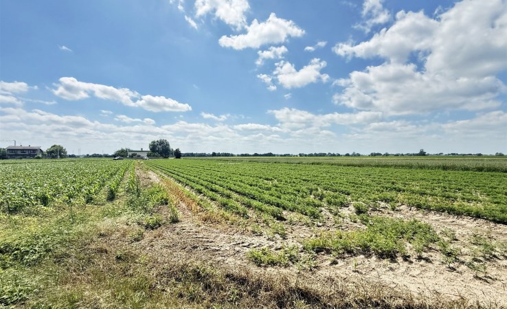 działka na sprzedaż - Warta (gw), Cielce